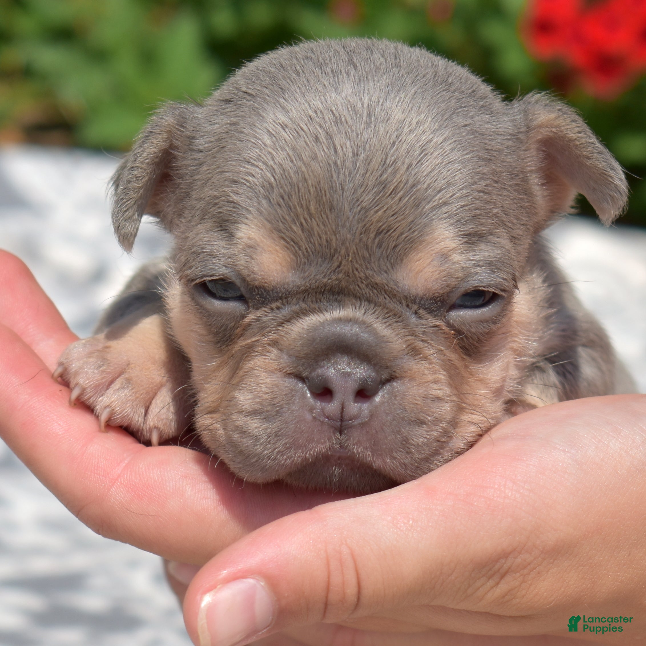 French Bulldog dogs Ricotta - Ad 1