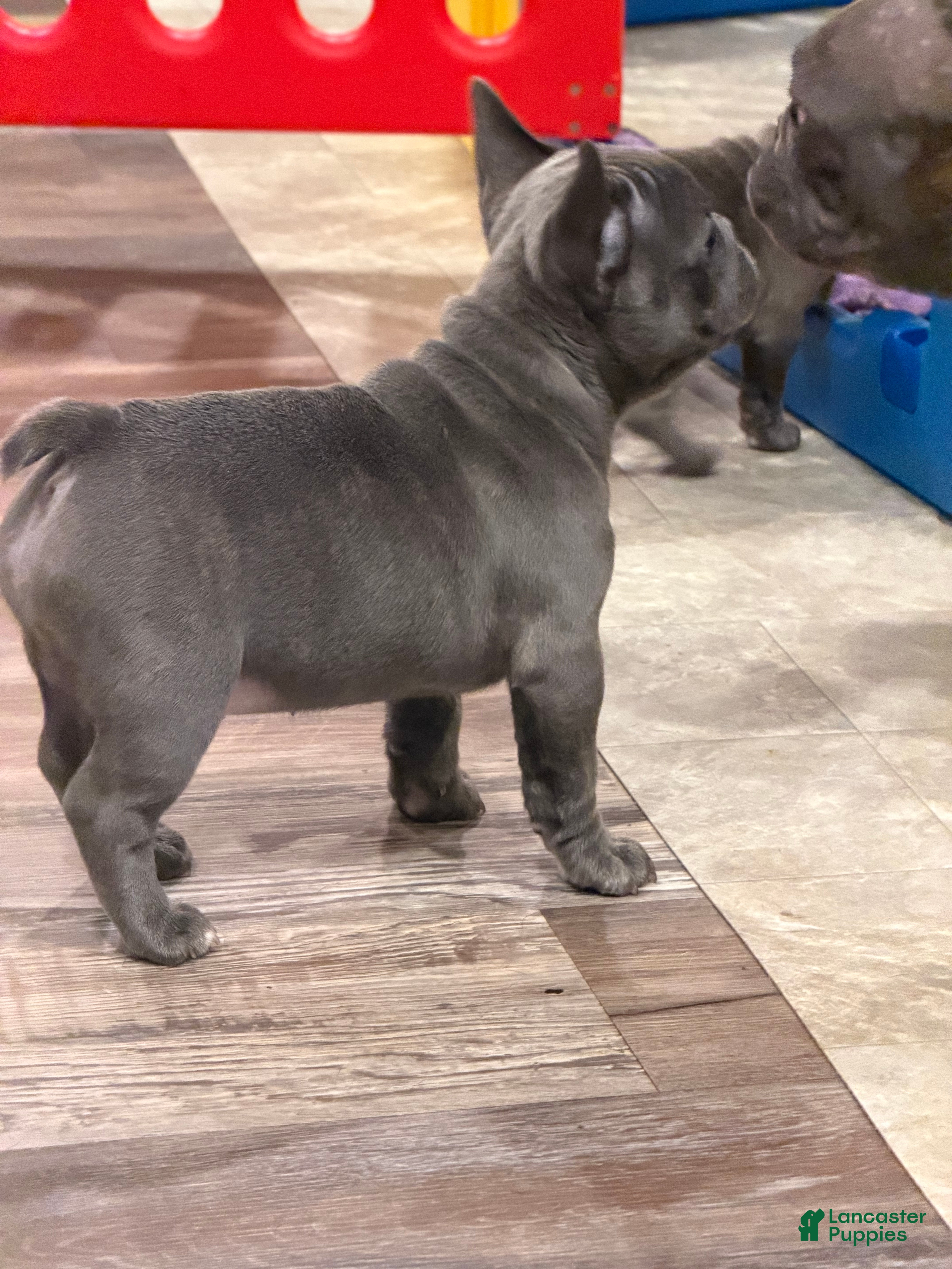 French Bulldog dogs French Bulldog 6 - Ad 2