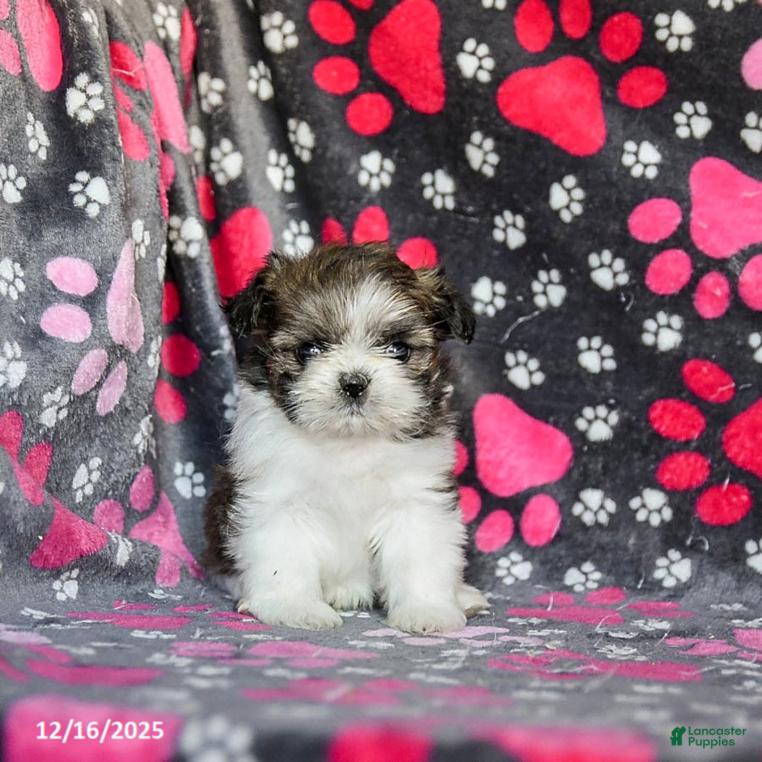Shih Tzu dogs for sale: Snoopy - Ad 3
