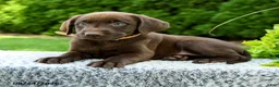 Labrador Retriever dogs for sale: Rose  - Ad 3