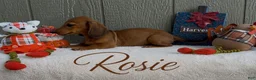Miniature Dachshund dogs for sale: Rosie - Ad 3