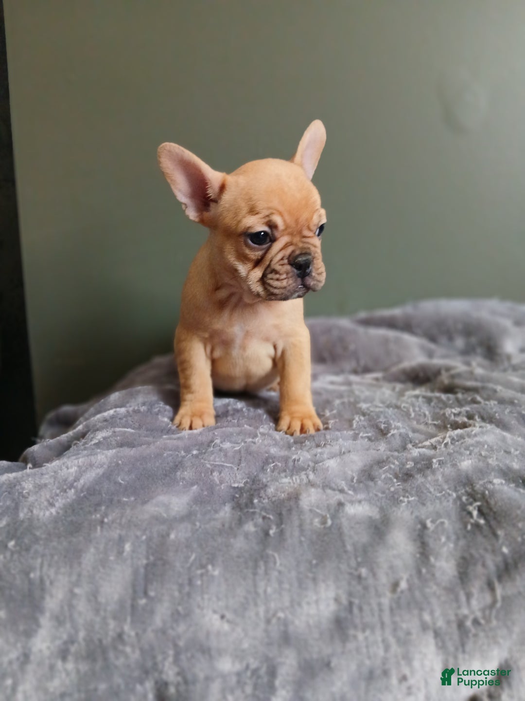 French Bulldog dogs for sale: French Bulldog Puppy 4 - Ad 1