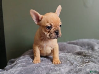 French Bulldog dogs French Bulldog Puppy 4 - Ad 36