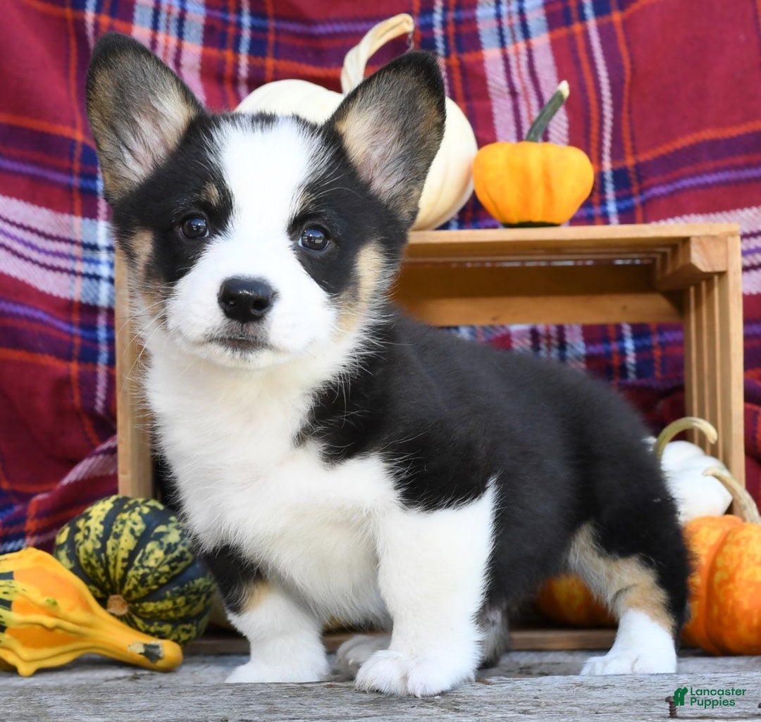 Jordan for sale in Millersburg Lancaster Puppies