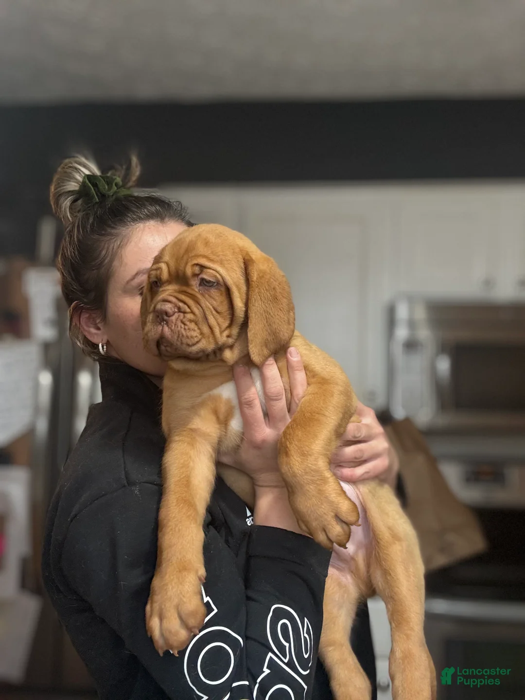Dogue De Bordeaux dogs for sale: Dogue De Bordeaux Puppy  - Ad 3
