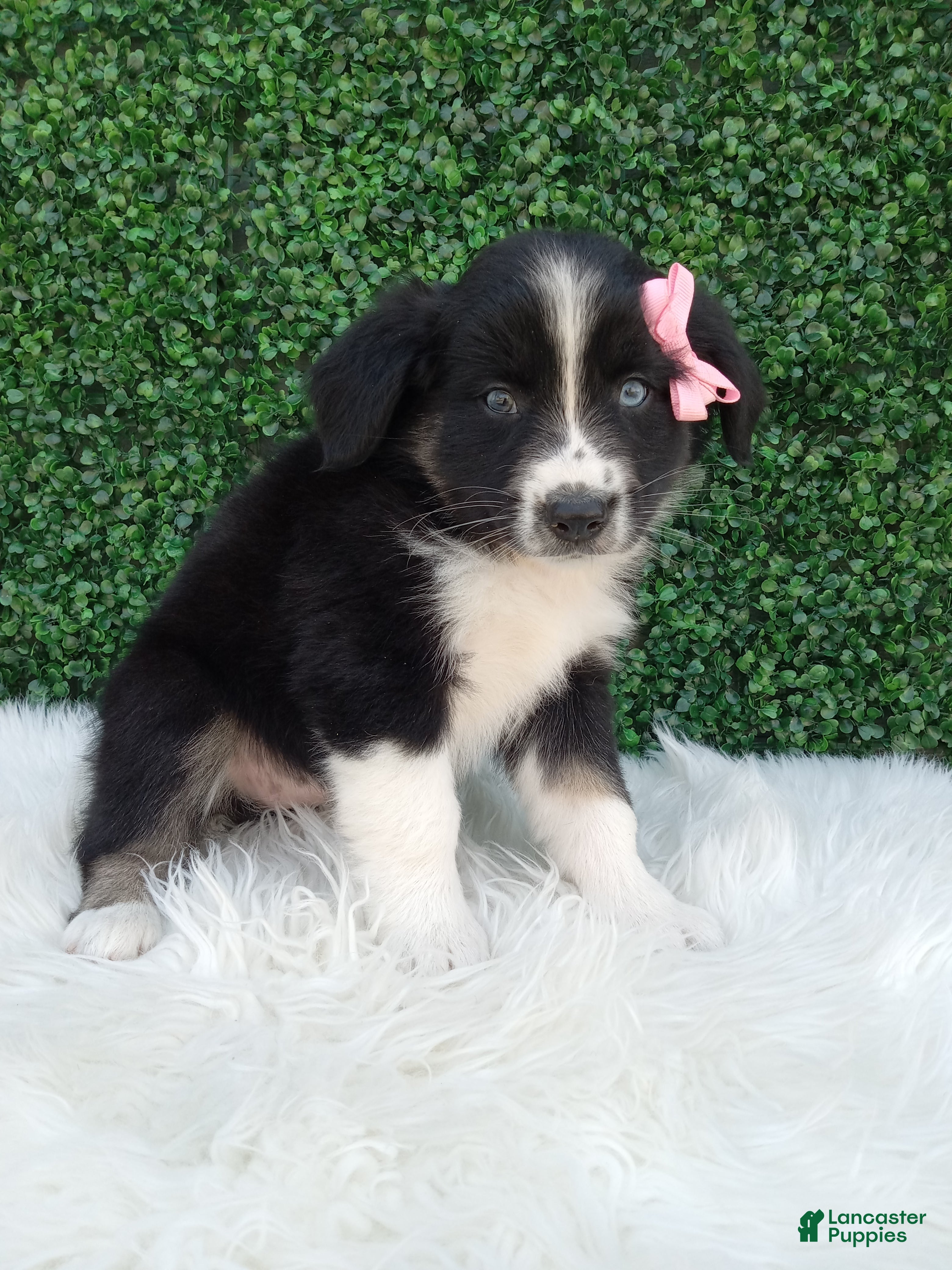 Australian Shepherd dogs Bubbles - Ad 2