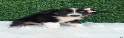 Australian Shepherd dogs for sale: Bubbles - Ad 2