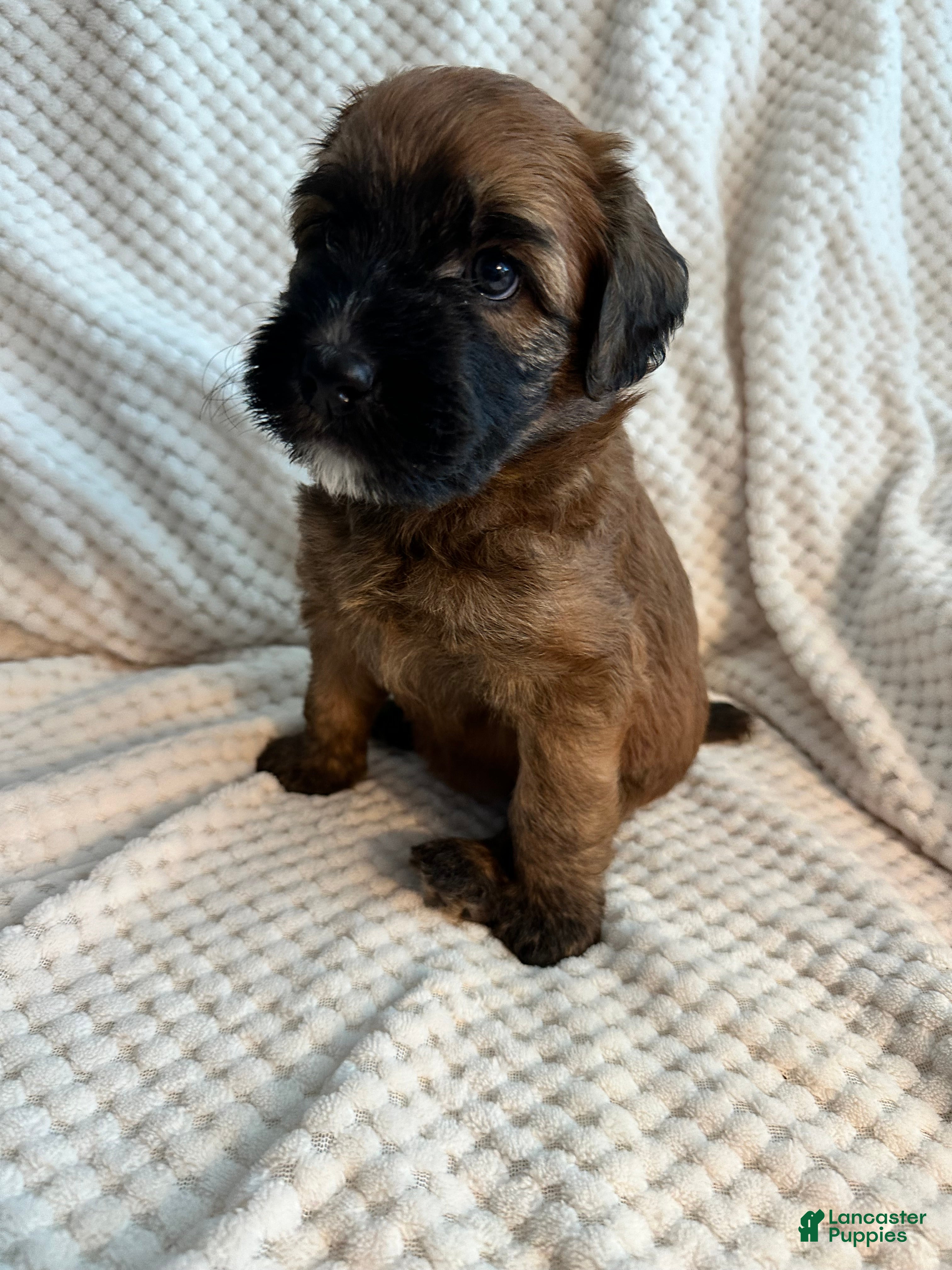 Mixed Breed dogs Yellow collar girl  - Ad 1