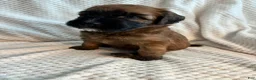 Mixed Breed dogs for sale: Yellow collar girl  - Ad 1