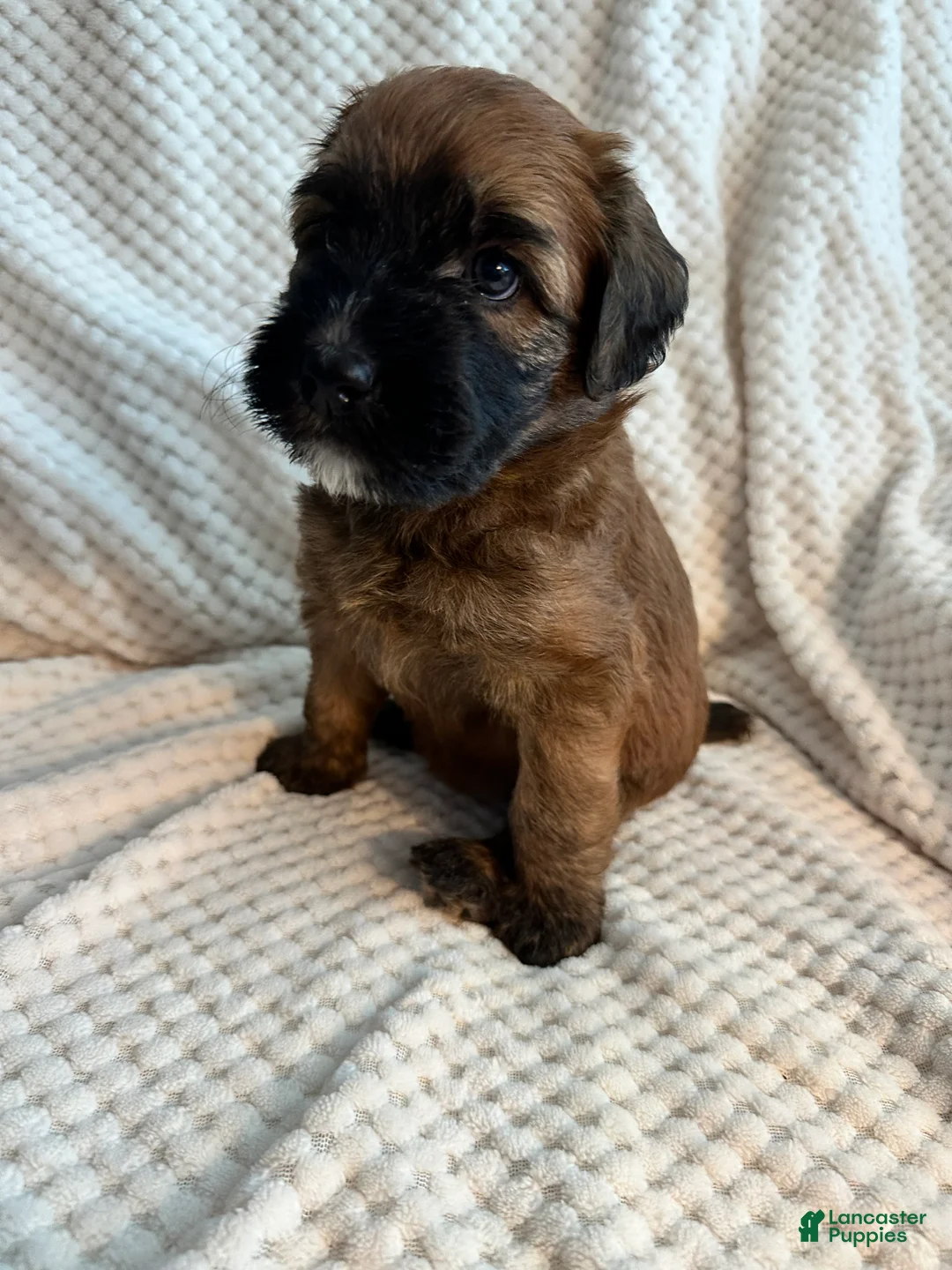 Mixed Breed dogs for sale: Yellow collar girl  - Ad 1