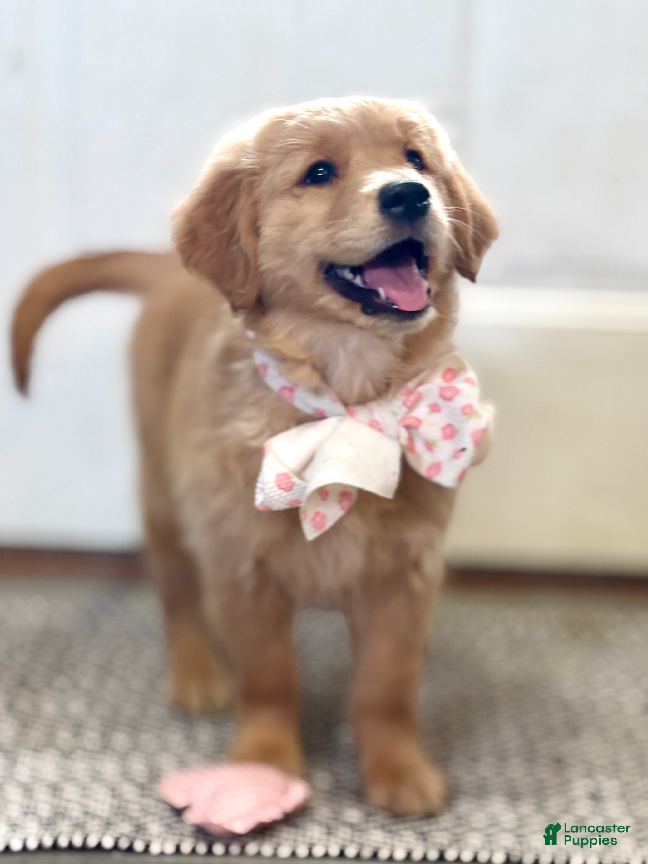 Golden Retriever dogs Mellow Golden Retriever Puppy  - Ad 2