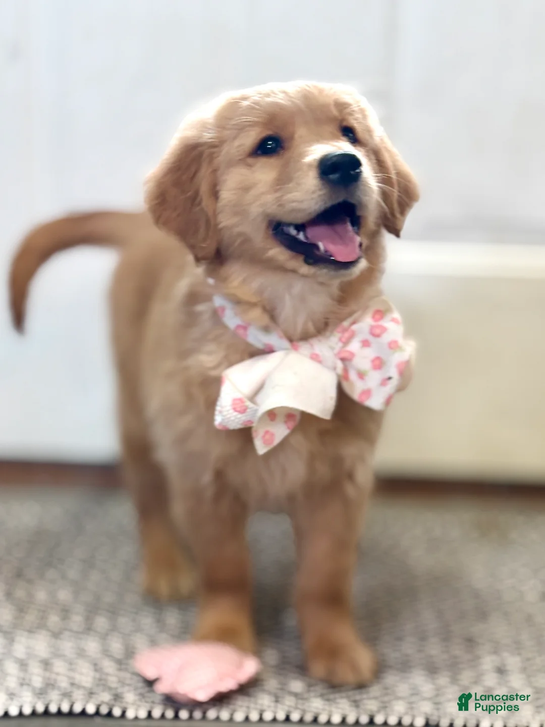 Golden Retriever dogs for sale: Mellow Golden Retriever Puppy  - Ad 2