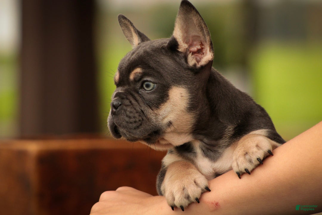 French Bulldog dogs Gunner French Bulldog  - Ad 2