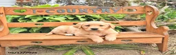 Golden Retriever dogs for sale: Diana - Ad 1