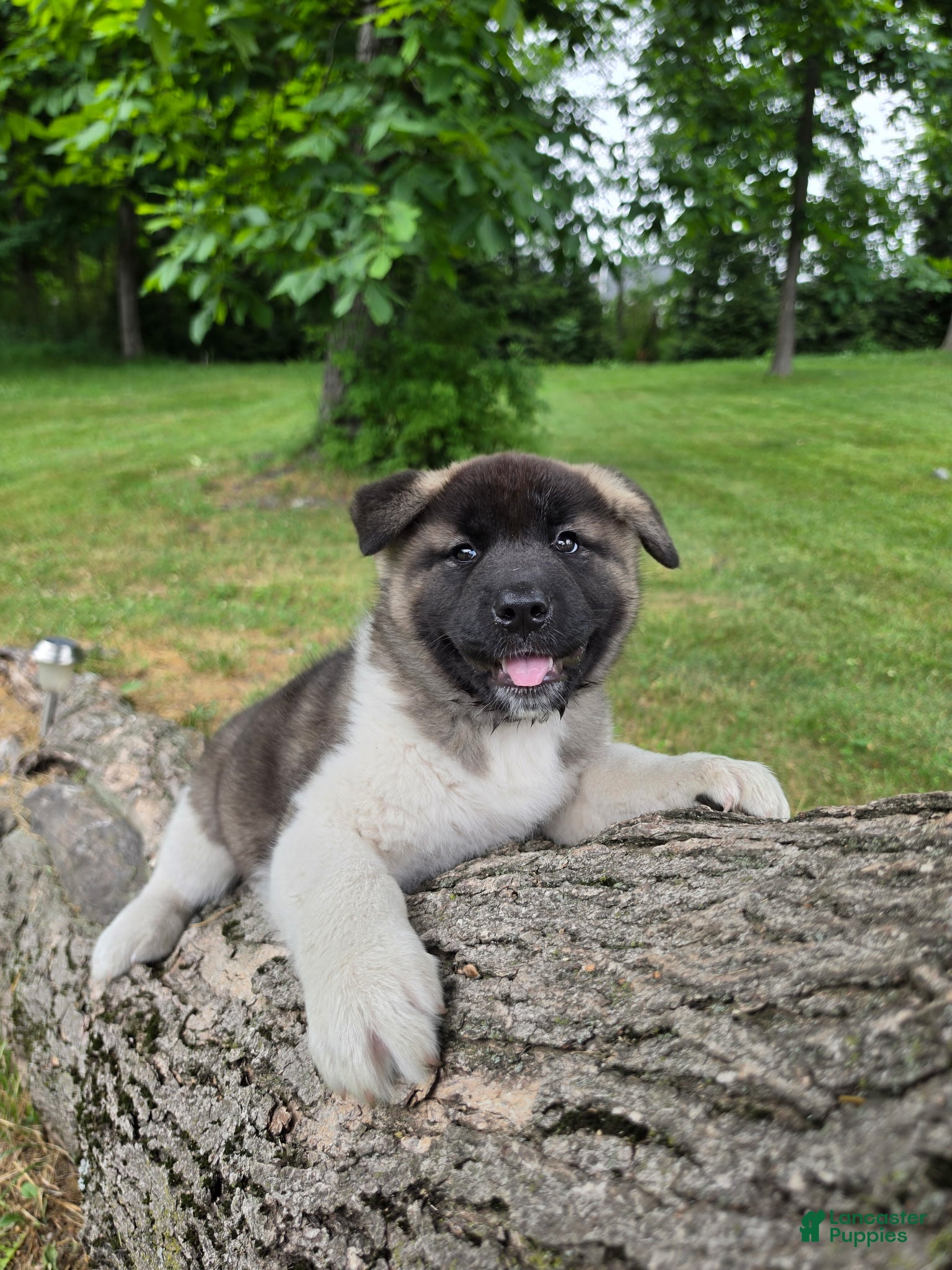 Akita dogs Mya - Ad 1