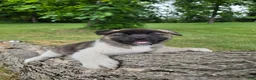 Akita dogs for sale: Mya - Ad 1