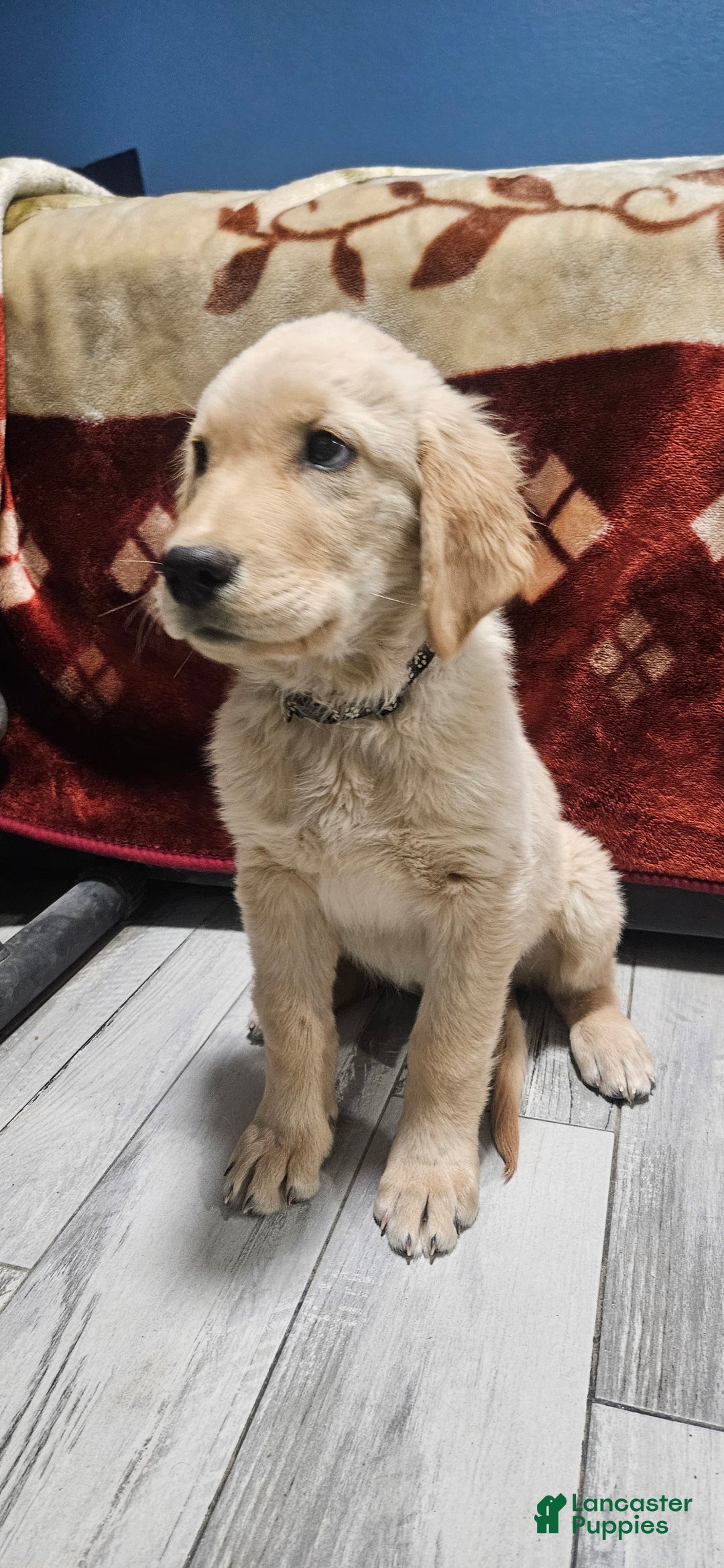 Golden Retriever dogs for sale: Black - Ad 1
