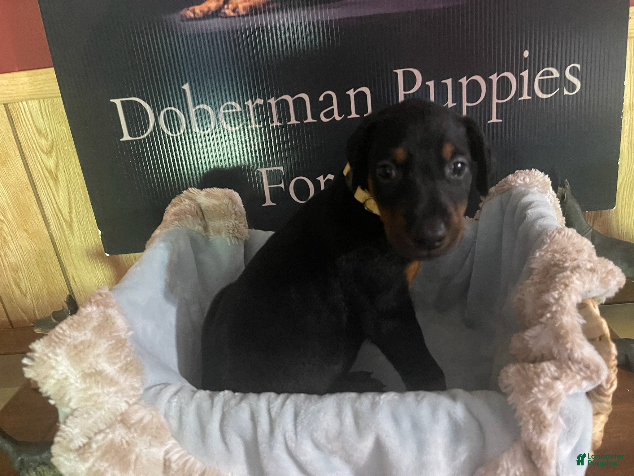 Doberman Pinscher dogs Yellow collared female - Ad 4