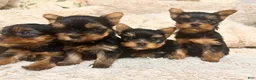 Yorkshire Terrier dogs for sale: Eli - Ad 8