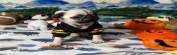 Pug dogs for sale: Tiny Ivy - Ad 3