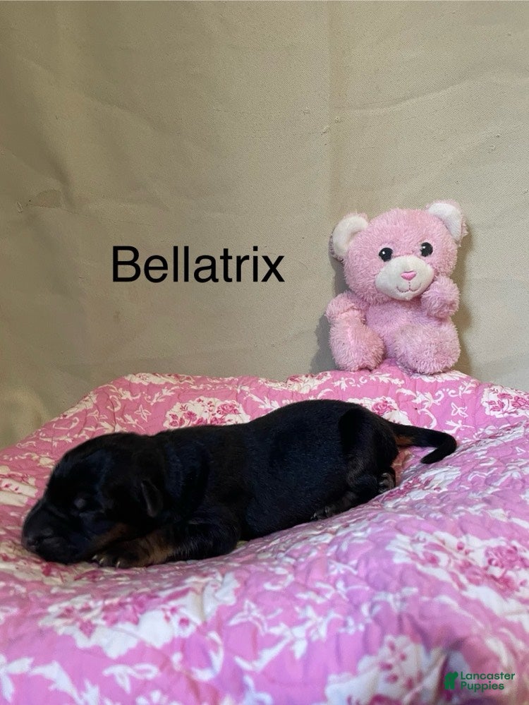 German Shepherd dogs for sale: Bellatrix - Ad 2