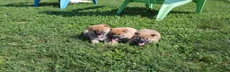Shiba Inu dogs for sale: Shrimp - Ad 6