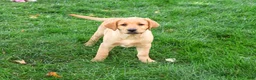 Labrador Retriever dogs for sale: Cheyenne - Ad 4