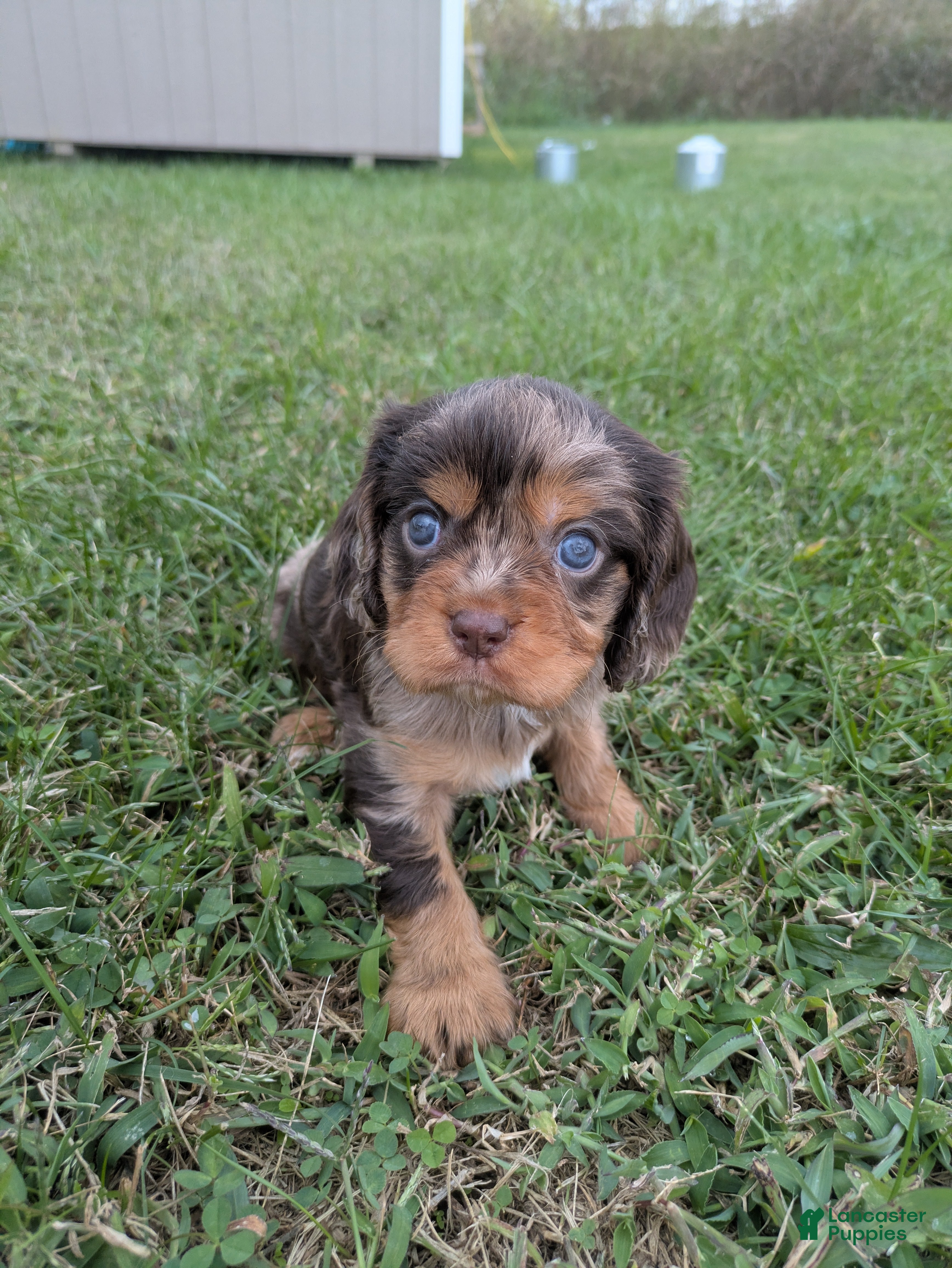 Cavalier King Charles Spaniel dogs Chocolate tri merle dark - Ad 6
