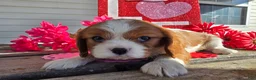 Cavalier King Charles Spaniel dogs for sale: Darla - Ad 14