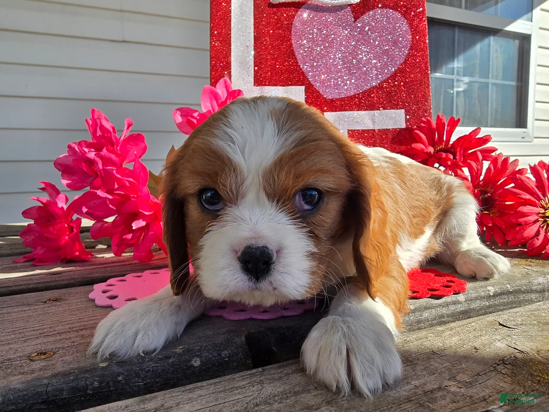 Cavalier King Charles Spaniel dogs for sale: Darla - Ad 14
