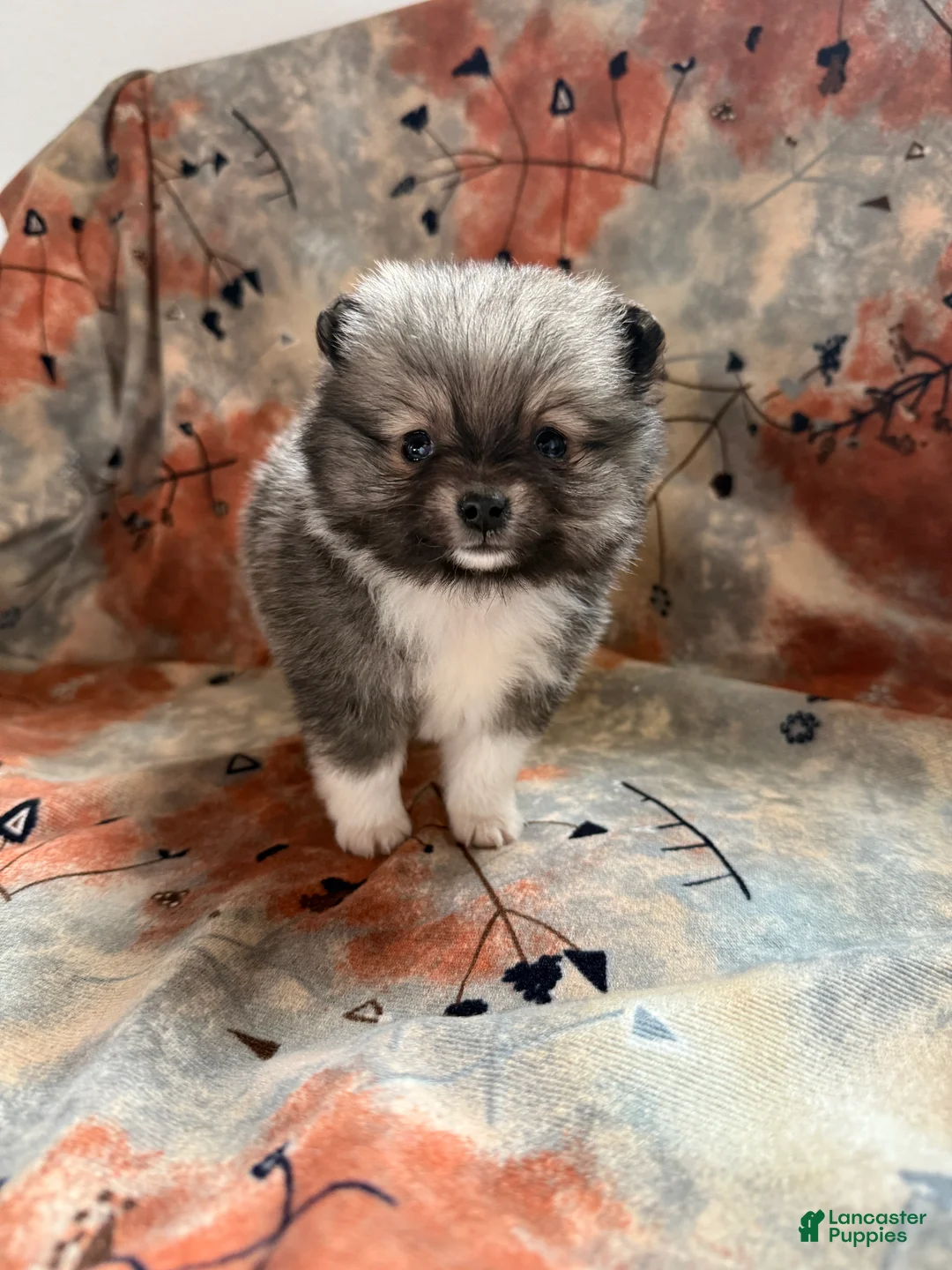 Pomeranian dogs for sale: Lynn - Ad 9
