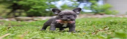 French Bulldog dogs for sale: Darla - Ad 1