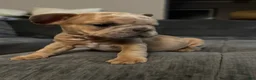 French Bulldog dogs for sale: Riot - Ad 7