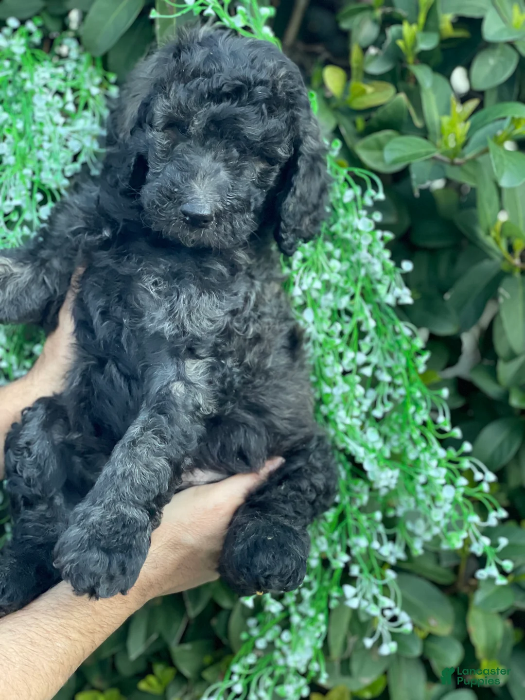 Goldendoodle dogs for sale: Max  - Ad 2