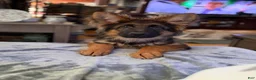 German Shepherd dogs for sale: Cuddles - Ad 8