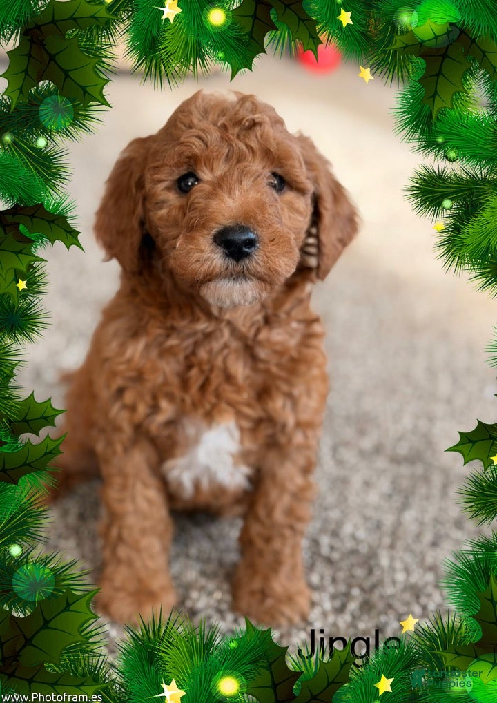 Mini Goldendoodle dogs Jingle - Ad 18