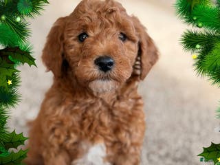 Mini Goldendoodle dogs Jingle - Ad 18