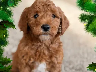 Mini Goldendoodle dogs Jingle - Ad 12