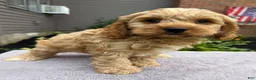Cockapoo dogs for sale: Pam - Ad 4