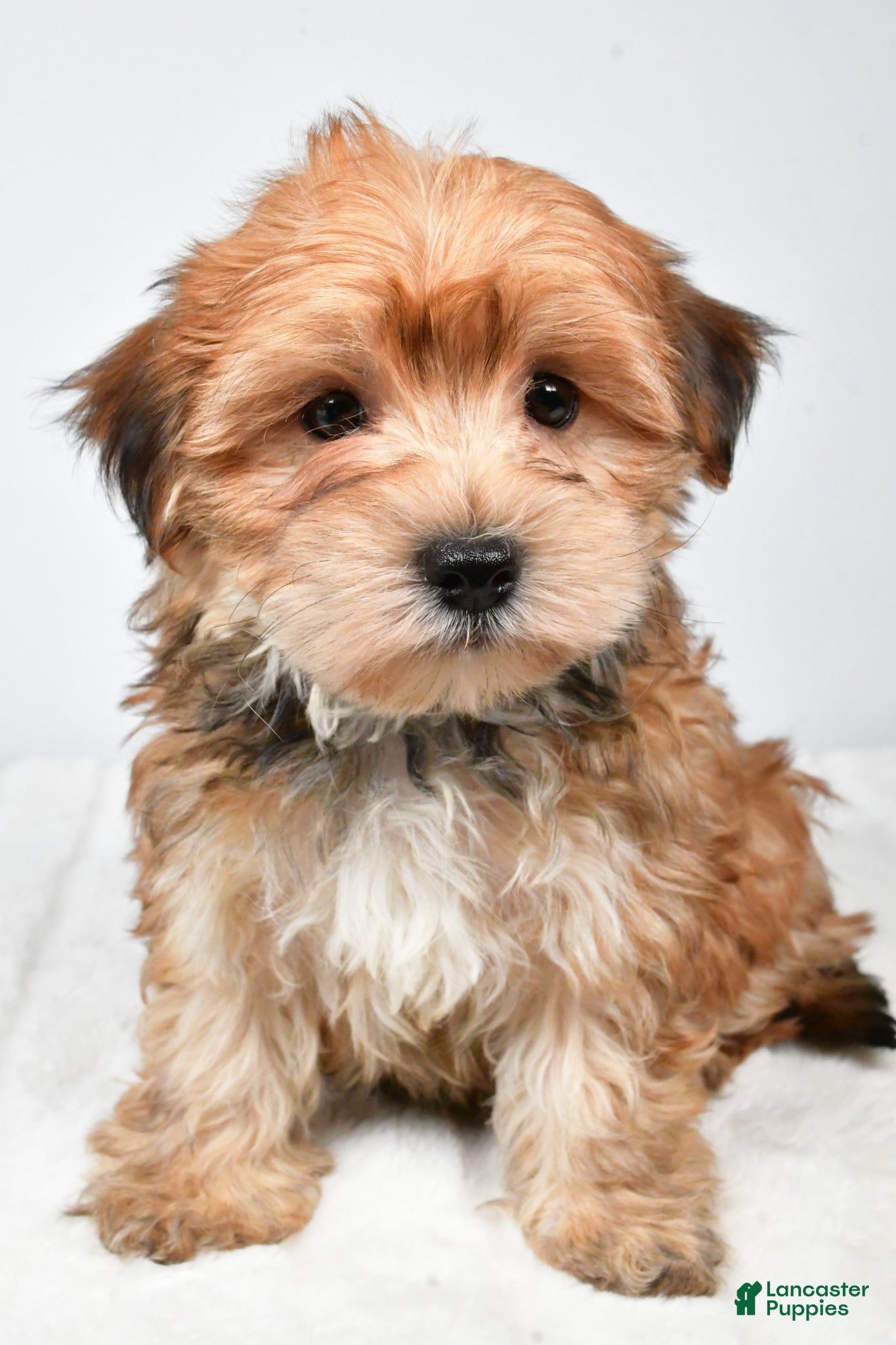 Morkie dogs Micky - Ad 2