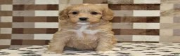 Mixed Breed dogs for sale: Macy - Ad 3