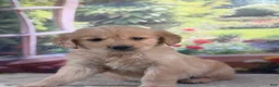 Golden Retriever dogs for sale:  Penn - Ad 4