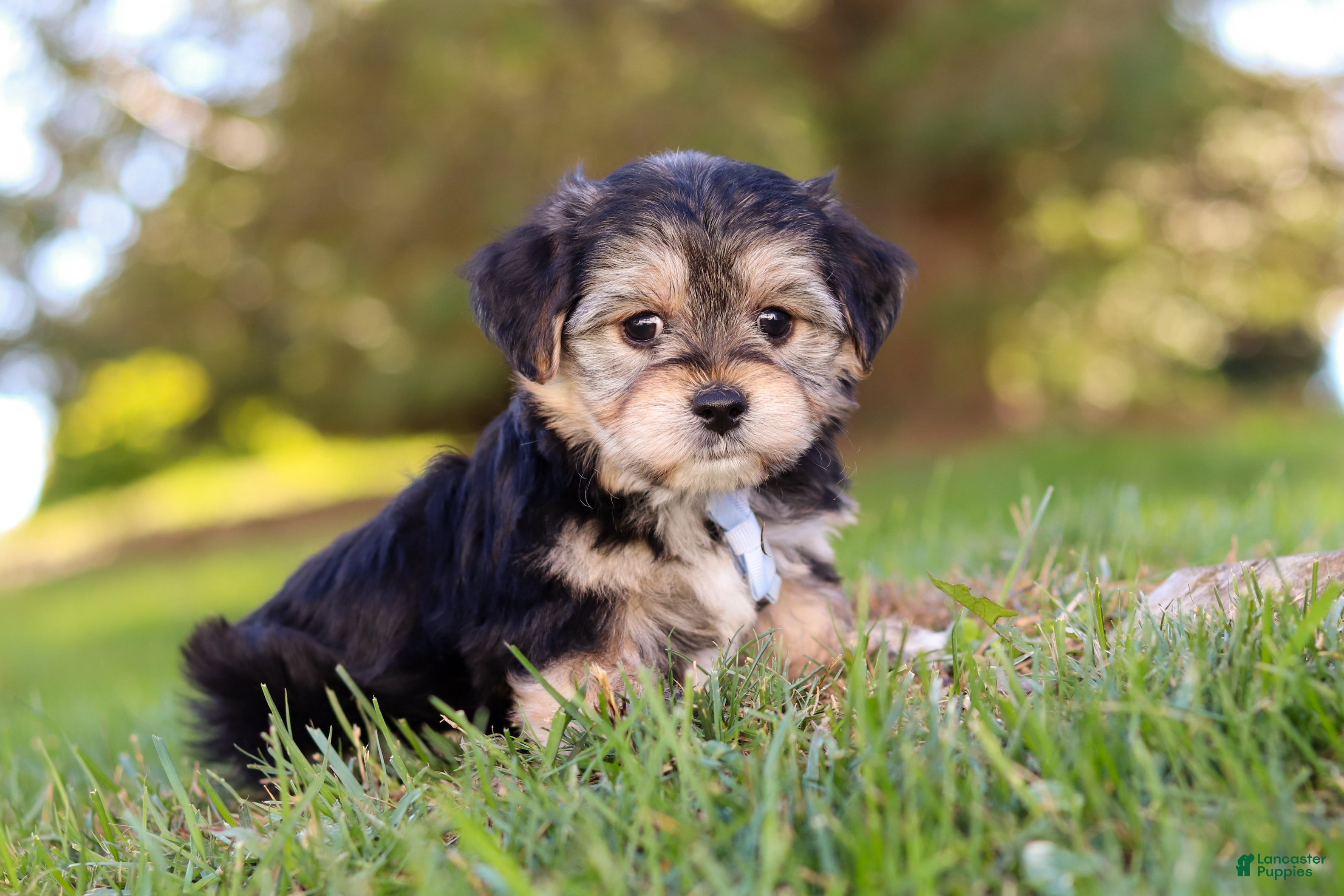 Adorable Morkie Puppies for sale Lancaster Puppies - Main Image
