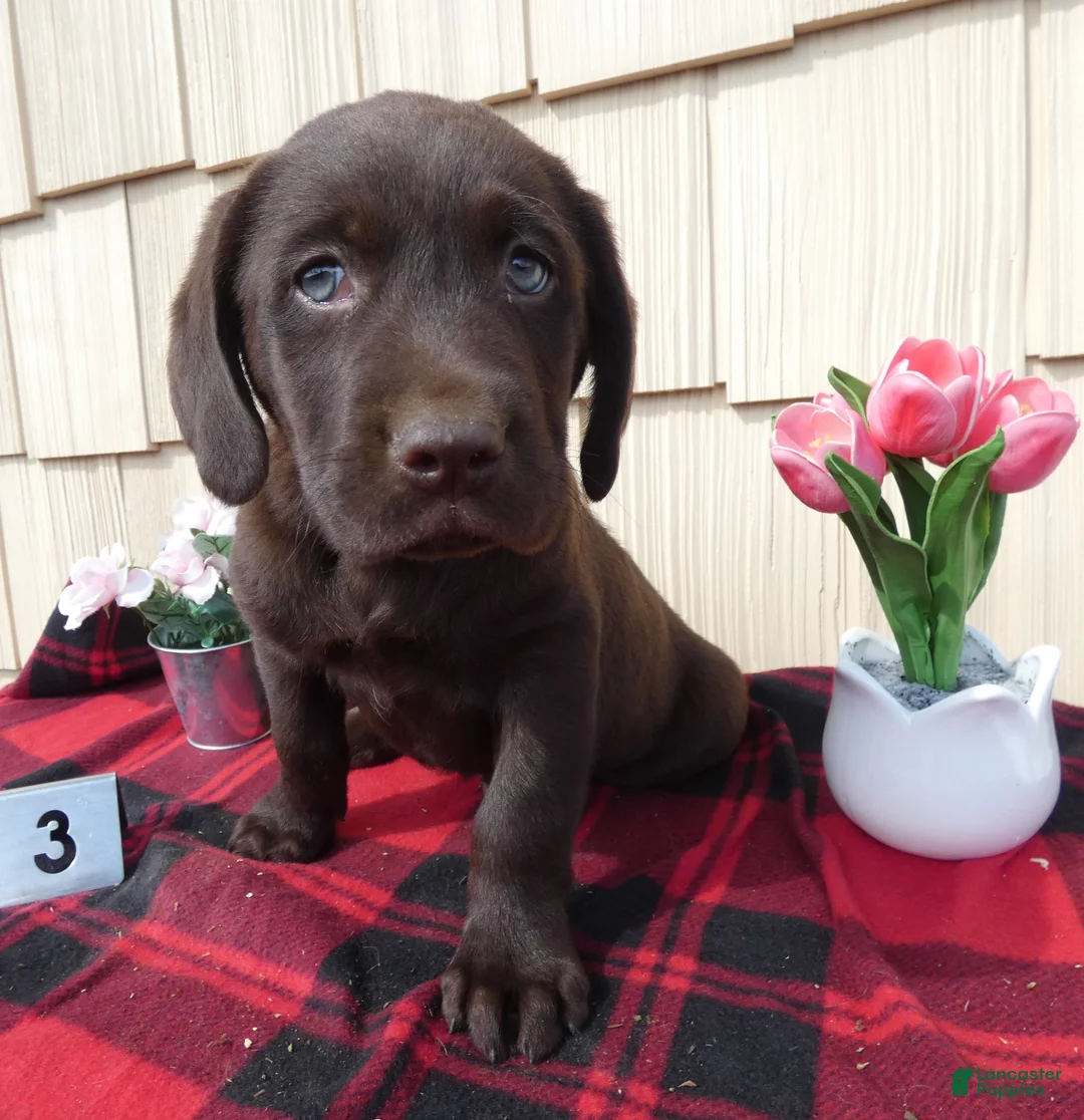 Labrador Retriever dogs for sale: Labrador Retriever Puppy 3 Carter - Ad 2
