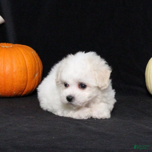 Bichon Frise dogs Layla - Ad 2