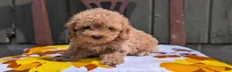 Miniature Poodle dogs for sale: Max - Ad 3