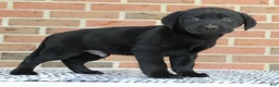Labrador Retriever dogs for sale: Benji - Ad 5