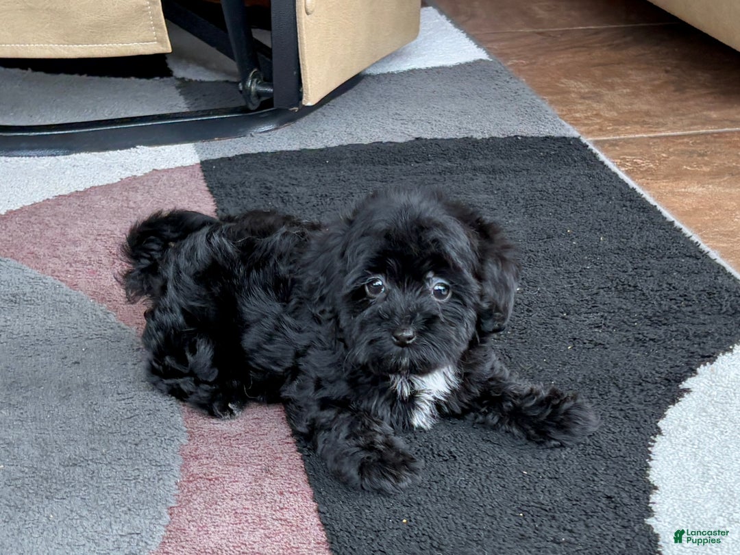 Havapoo dogs for sale: Havapoo Puppy 4 - Ad 9