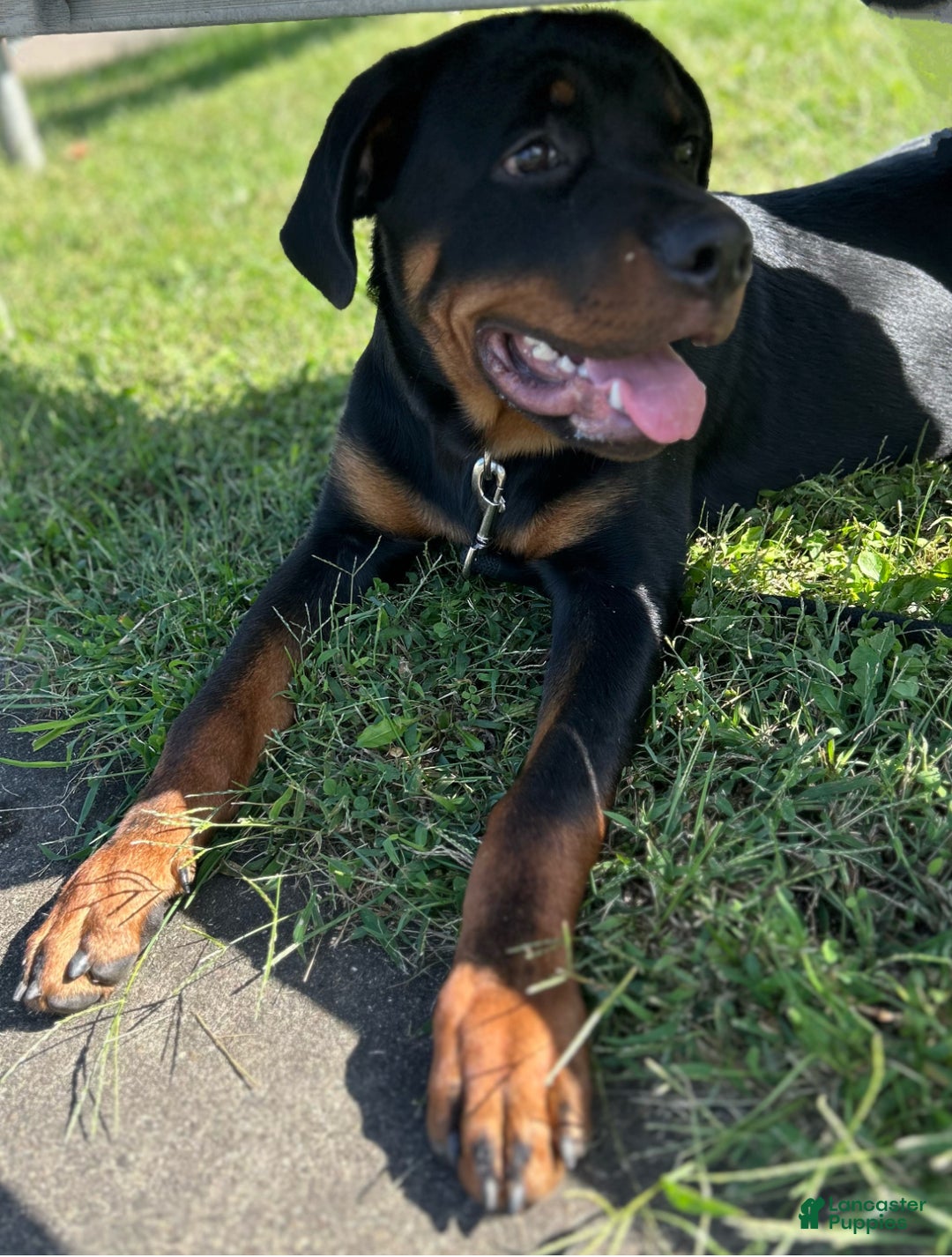 Rottweiler dogs for sale: Loki  - Ad 9