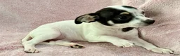 Chihuahua dogs for sale: Flower - Ad 4